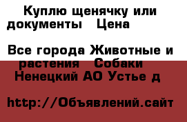 Куплю щенячку или документы › Цена ­ 3 000 - Все города Животные и растения » Собаки   . Ненецкий АО,Устье д.